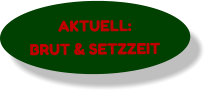 AKTUELL: BRUT & SETZZEIT